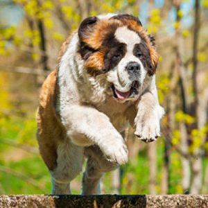 Choose Some Dogs & We'll Reveal What You Need In A Man Quiz 