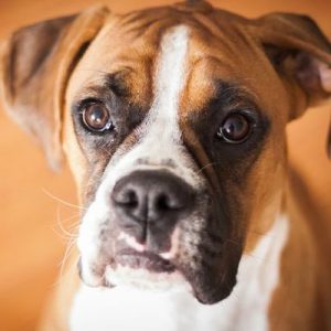 Choose Some Dogs & We'll Reveal What You Need In A Man Quiz 