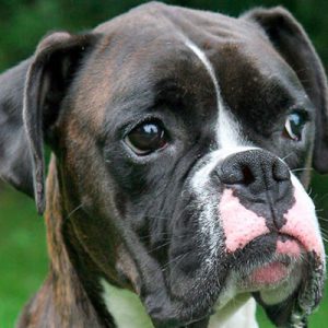 Choose Some Dogs & We'll Reveal What You Need In A Man Quiz 
