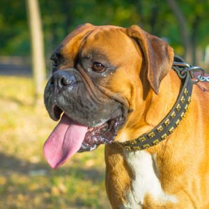 Choose Some Dogs & We'll Reveal What You Need In A Man Quiz 