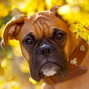Dog Personality Quiz 🐶: What Wild Animal Are You? 🦁 Boxer