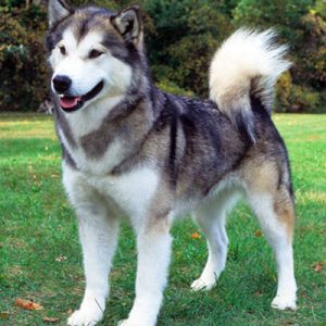 Choose Some Dogs & We'll Reveal What You Need In A Man Quiz 