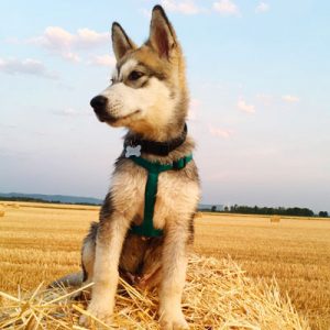 Choose Some Dogs & We'll Reveal What You Need In A Man Quiz 