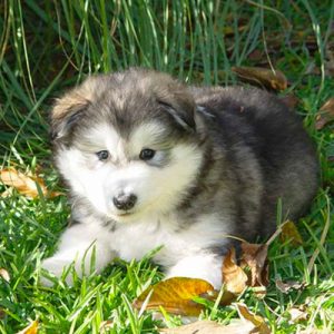 Choose Some Dogs & We'll Reveal What You Need In A Man Quiz 
