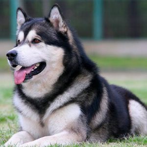 Choose Some Dogs & We'll Reveal What You Need In A Man Quiz 