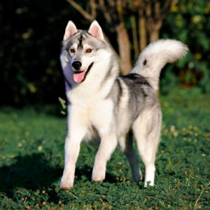 Choose Some Dogs & We'll Reveal What You Need In A Man Quiz 