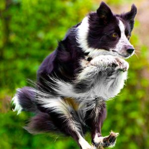 Choose Some Dogs & We'll Reveal What You Need In A Man Quiz 