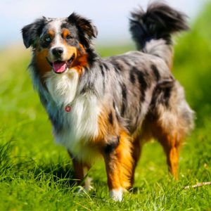 Choose Some Dogs & We'll Reveal What You Need In A Man Quiz 