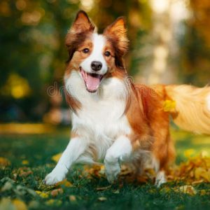Choose Some Dogs & We'll Reveal What You Need In A Man Quiz 