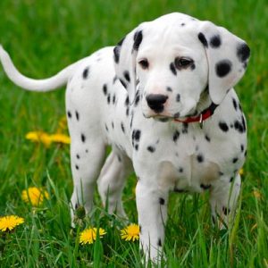 Dog Personality Quiz 🐶: What Wild Animal Are You? 🦁 Dalmatian