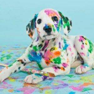 Choose Some Dogs & We'll Reveal What You Need In A Man Quiz 