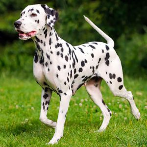 Choose Some Dogs & We'll Reveal What You Need In A Man Quiz 