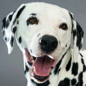 Choose Some Dogs & We'll Reveal What You Need In A Man Quiz 