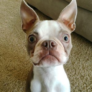 Choose Some Dogs & We'll Reveal What You Need In A Man Quiz 