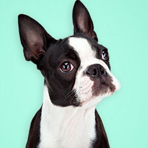 Choose Some Dogs & We'll Reveal What You Need In A Man Quiz 