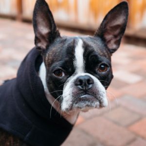 Choose Some Dogs & We'll Reveal What You Need In A Man Quiz 