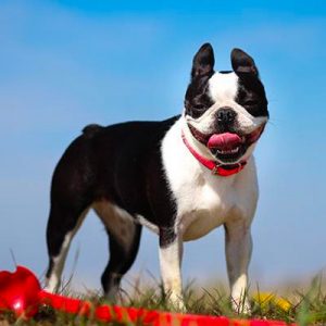 Choose Some Dogs & We'll Reveal What You Need In A Man Quiz 