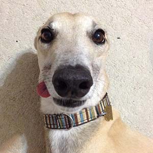 Choose Some Dogs & We'll Reveal What You Need In A Man Quiz 