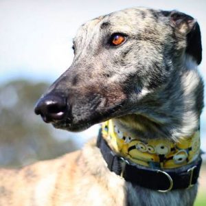 This Random Knowledge Quiz Is 20% Harder Than Most — Can You Pass It? Greyhound