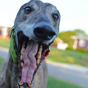 Choose Some Dogs & We'll Reveal What You Need In A Man Quiz 