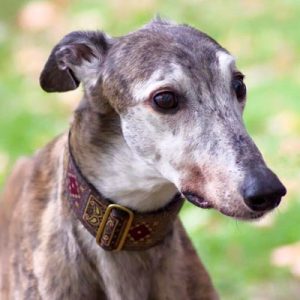 🐶 Pick Your Favorite Dog Breeds and We’ll Tell You Your Personality Greyhound