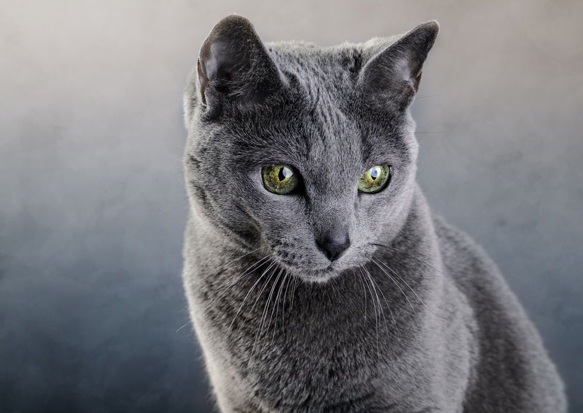 Cat Breed Quiz Russian Blue cat