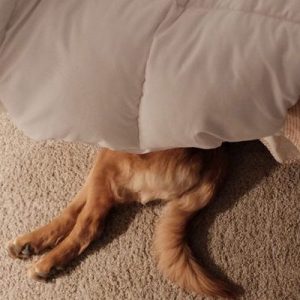 What Dog Breed Am I? Under the bed