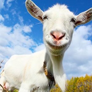 What Cat Breed Am I? Quiz Goat\'s milk
