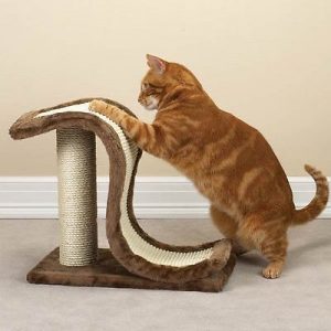 What Cat Breed Am I? Quiz Scratching post