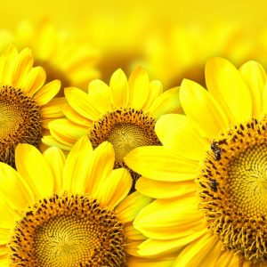 January Trivia Quiz August
