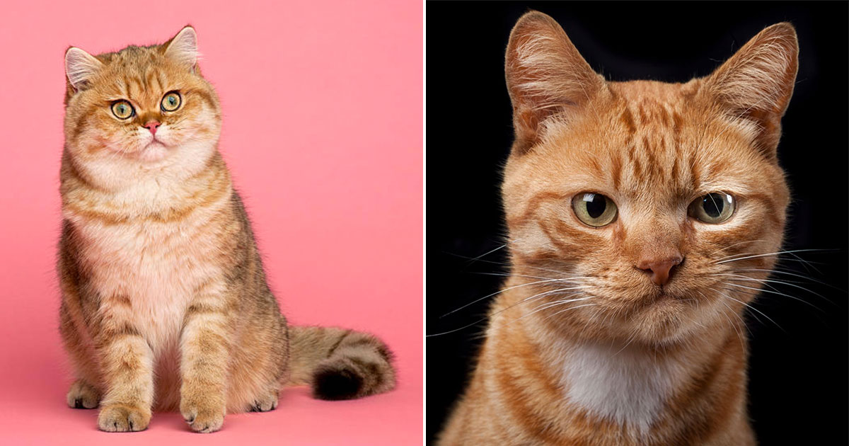 garfield cat breed