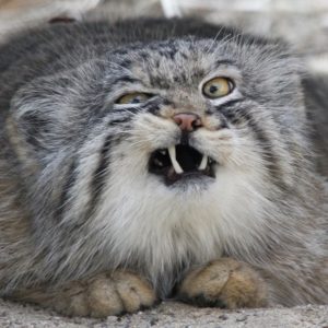 What Cat Breed Am I? Quiz Pallas\'s Cat