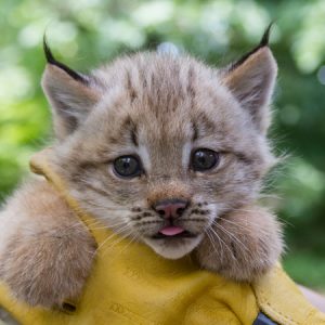 What Cat Breed Am I? Quiz Lynx