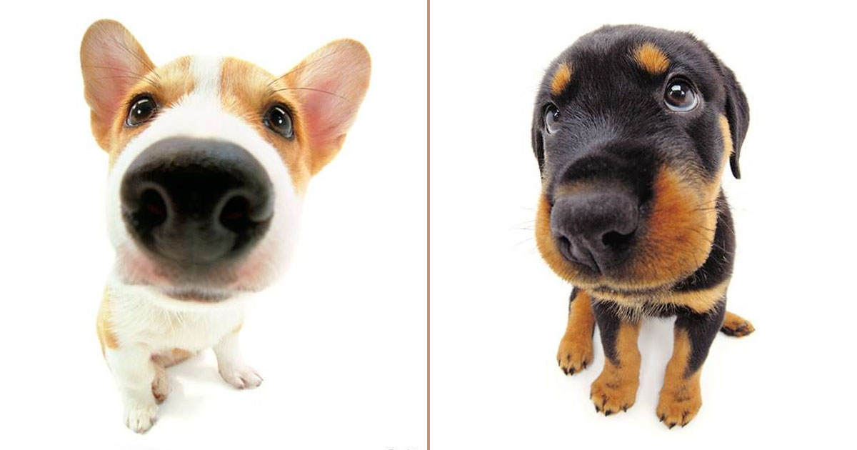 🐶 Everyone Has a Breed of Dog That Matches Their Personality — Here’s Yours