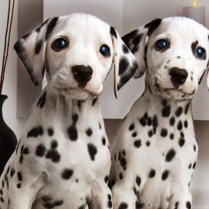 Do You Actually Prefer 🥧 Holiday Food or 🐶 Puppies? Dalmatian puppies