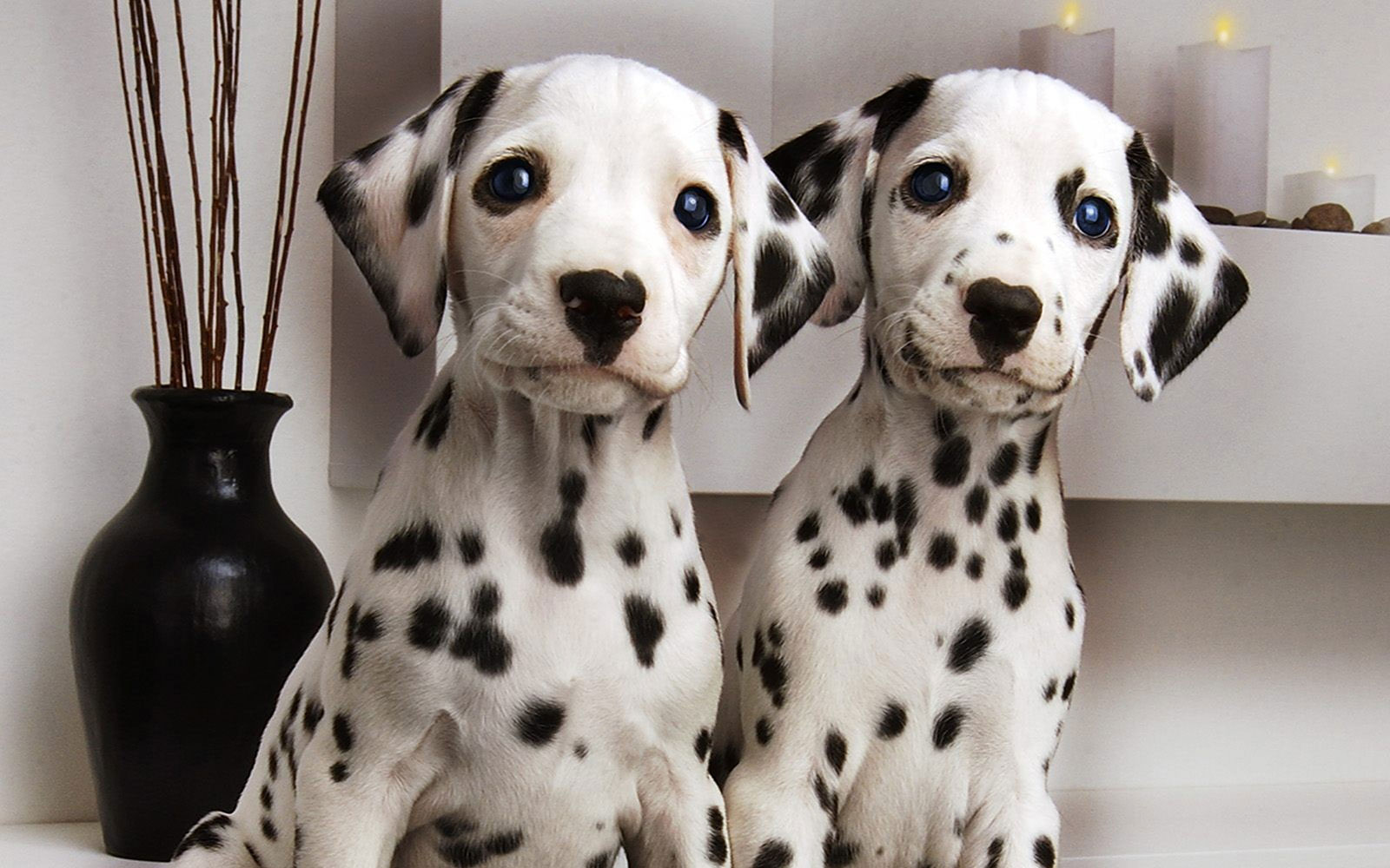 🐕 Choose Some Dogs and We’ll Reveal What You Really Need in a Man ❤ Dalmatians
