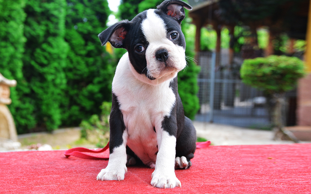 🐕 Choose Some Dogs and We’ll Reveal What You Really Need in a Man ❤ Boston Terrier