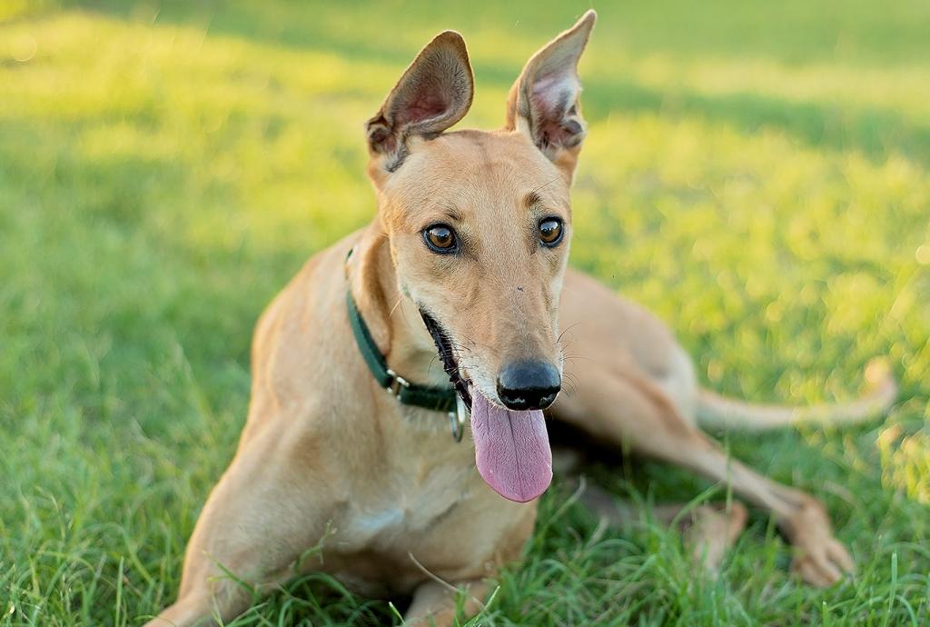 It’s OK If You Don’t Know That Many Dog Breeds. 🐶 Take This Quiz to See Some Pups Anyway Greyhound