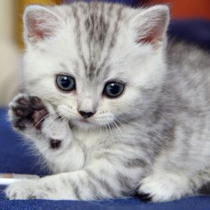 🐱 Is Your Cat Secretly Plotting Against You? Quiz No
