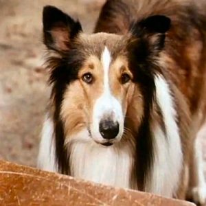 Build Your Fictional Family and We’ll Reveal What Your Family Looks Like 5 Years from Now Lassie