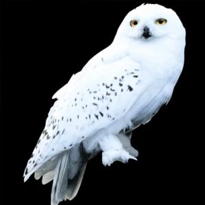 Build Your Fictional Family and We’ll Reveal What Your Family Looks Like 5 Years from Now Hedwig from Harry Potter