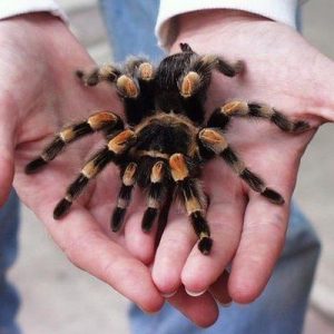 The Hardest General Knowledge Quiz You'll Take This Year Spiders