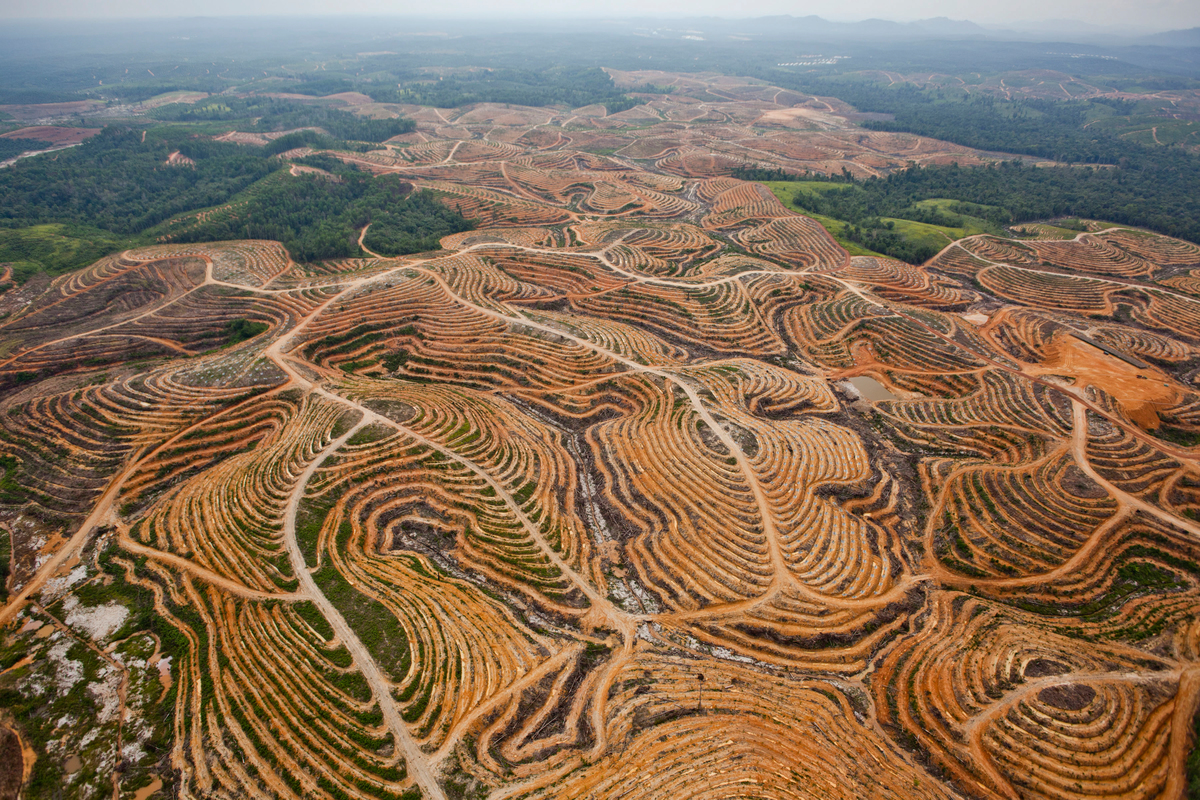 This Picture Test Will Reveal 3 Deep Truths About You Quiz Deforestation in Central Kalimantan