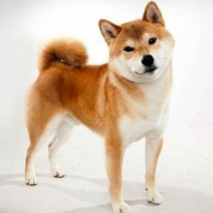 What City Am I? Quiz Shiba Inu