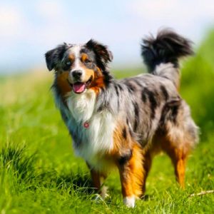 What City Am I? Quiz Australian Shepherd