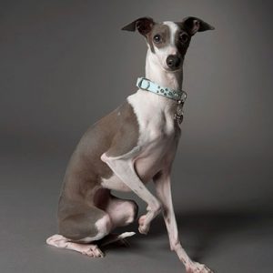 What City Am I? Quiz Italian Greyhound