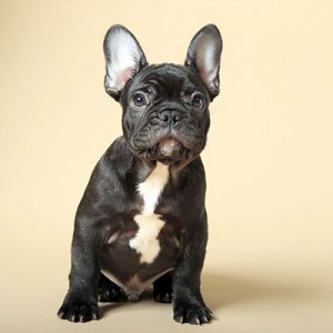 What City Am I? Quiz French Bulldog