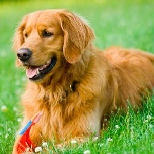 What City Am I? Quiz Golden Retriever