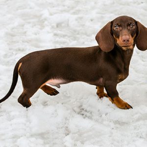 What City Am I? Quiz Dachshund