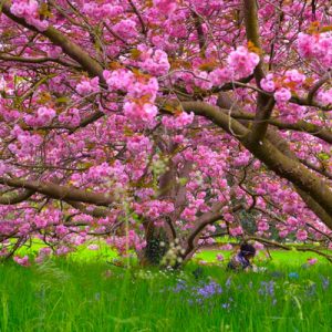What City Am I? Quiz Spring